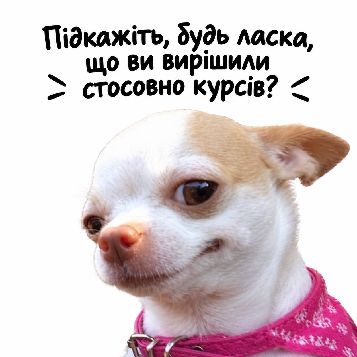 Що ви вирішили щодо курсів?